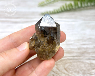 Congo Citrine #11