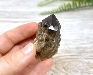 Congo Citrine #11