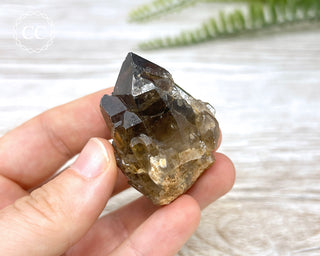 Congo Citrine #11