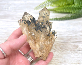 Congo Citrine #6
