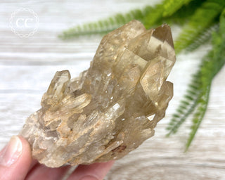 Congo Citrine #7