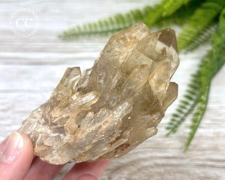 Congo Citrine #7