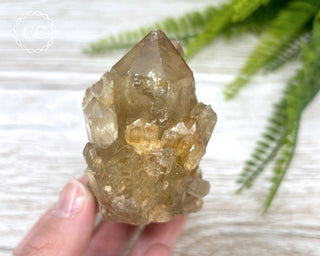 Congo Citrine #7