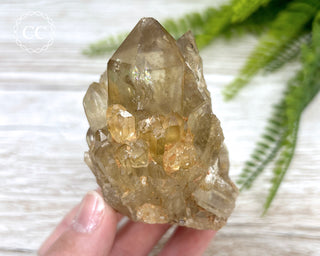 Congo Citrine #7