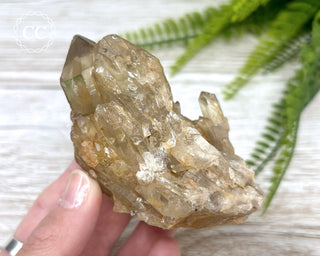 Congo Citrine #7