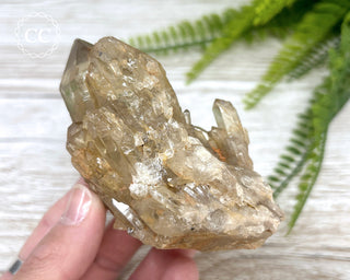 Congo Citrine #7