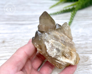 Congo Citrine #4