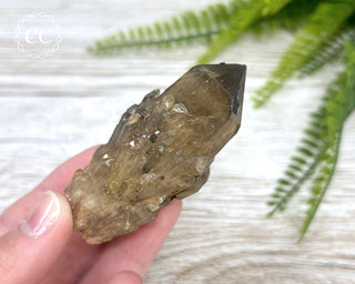 Congo Citrine #8