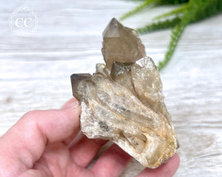 Congo Citrine #4