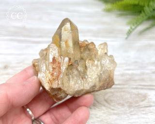 Congo Citrine #7