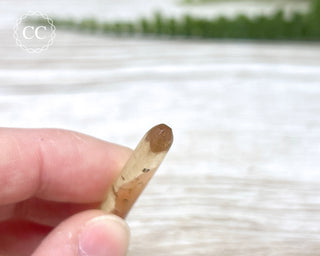 Copal with Insects Madagascar #9