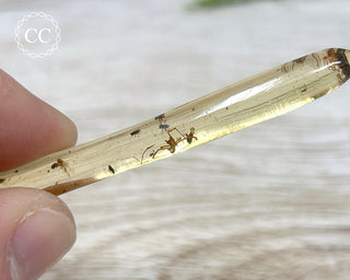 Copal with Insects Madagascar #12