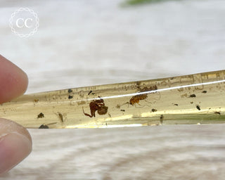 Copal with Insects Madagascar #2