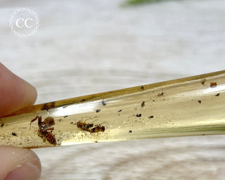 Copal with Insects Madagascar #2