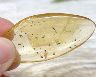 Copal with Insects Madagascar #17