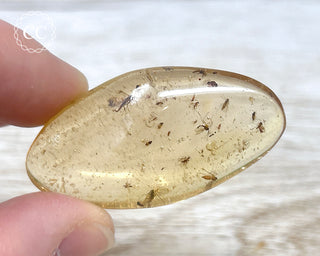 Madagascar Copal with Insects #5