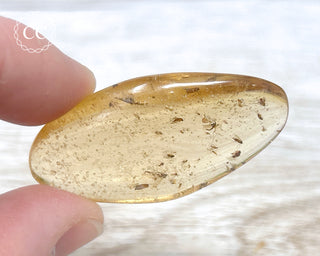 Madagascar Copal with Insects #5