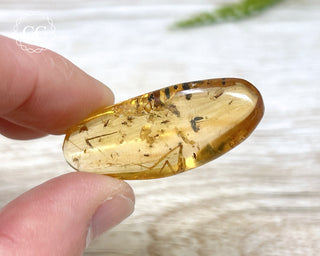 Copal with Insects Madagascar #22