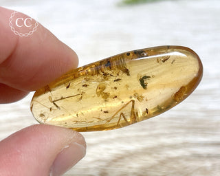 Copal with Insects Madagascar #22