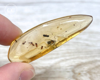 Madagascar Copal with Insects #6