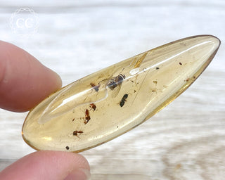 Madagascar Copal with Insects #6