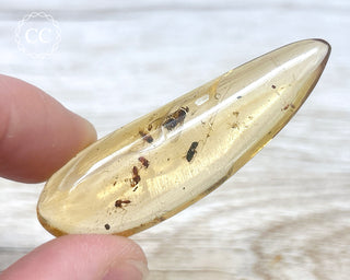 Madagascar Copal with Insects #6