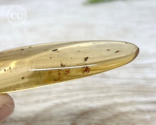 Copal with Insects Madagascar #4