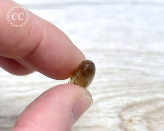 Madagascar Copal with Insects #7