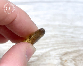 Madagascar Copal with Insects #7