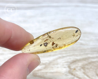 Madagascar Copal with Insects #10
