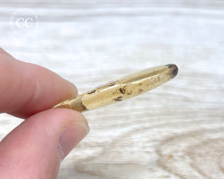 Madagascar Copal with Insects #10