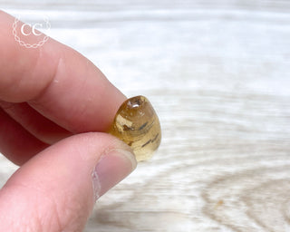 Madagascar Copal with Insects #10