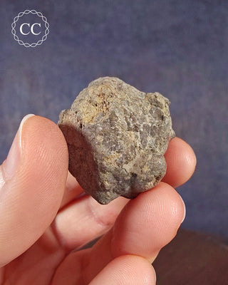 Crinoid Calyx - Clitheroe #2