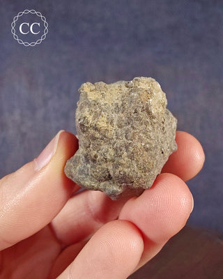 Crinoid Calyx - Clitheroe #2