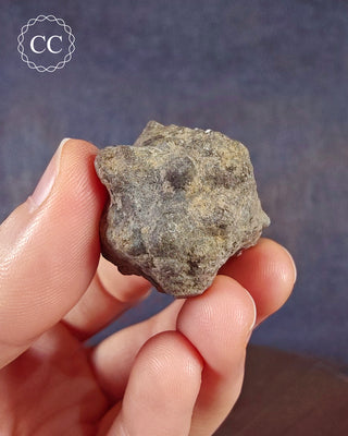 Crinoid Calyx - Clitheroe #2