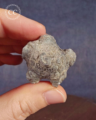 A hand holding a a fossilized Crinoid Calyx from the Salthill Quarry in Clitheroe Lancashire