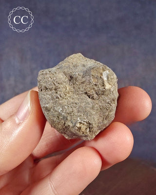 Crinoid Calyx - Clitheroe #3