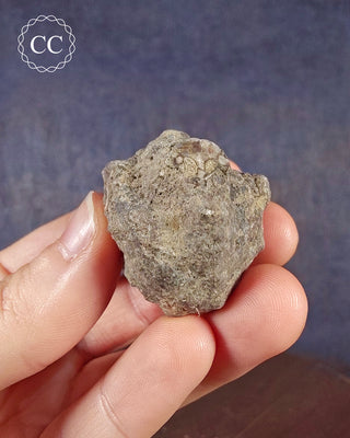 Crinoid Calyx - Clitheroe #3