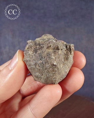 Crinoid Calyx - Clitheroe #3