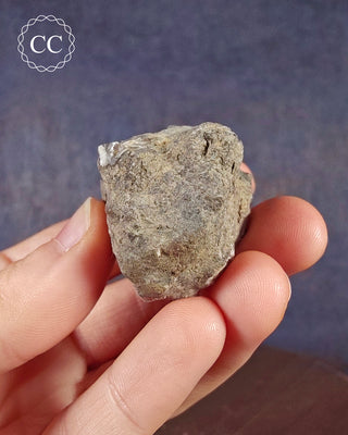 Crinoid Calyx - Clitheroe #3