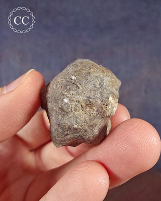 Crinoid Calyx - Clitheroe #3