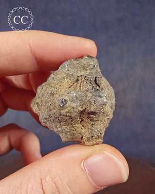 Crinoid Calyx - Clitheroe #1