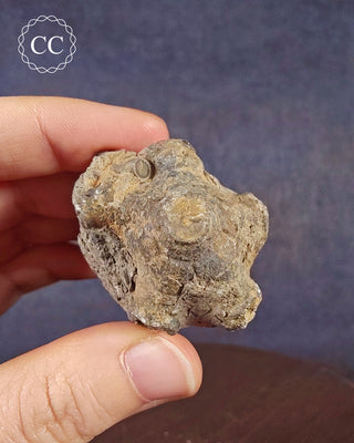 A hand holding a a fossilized Crinoid Calyx from the Salthill Quarry in Clitheroe Lancashire