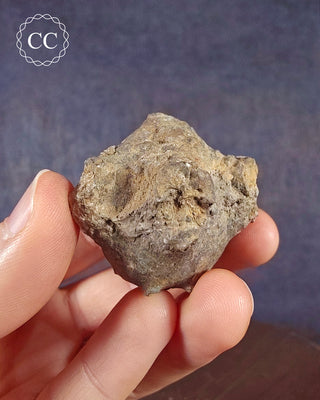 Crinoid Calyx - Clitheroe #5