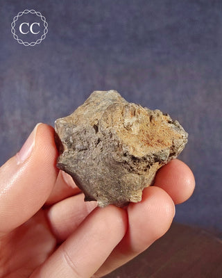 Crinoid Calyx - Clitheroe #5