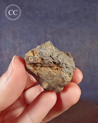 Crinoid Calyx - Clitheroe #5