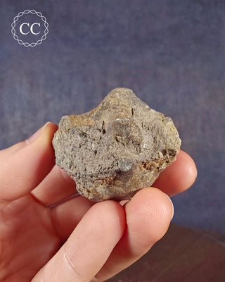 Crinoid Calyx - Clitheroe #5