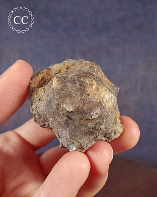 Crinoid Calyx - Clitheroe #5