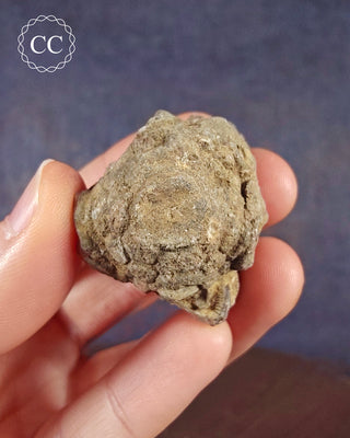 A hand holding a a fossilized Crinoid Calyx from the Salthill Quarry in Clitheroe Lancashire
