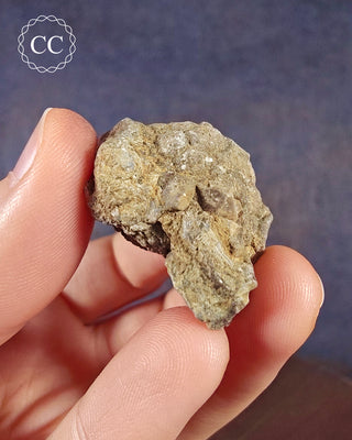 Crinoid Calyx - Clitheroe #10